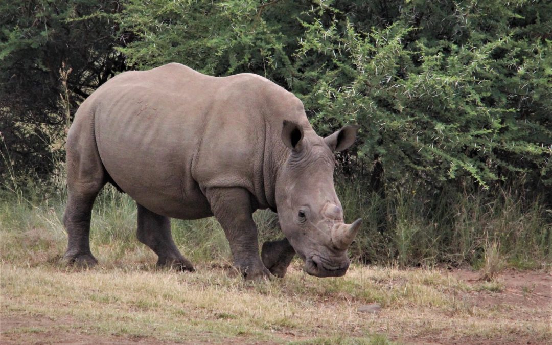 Mutiere nicht zum Dickhäuter🦏