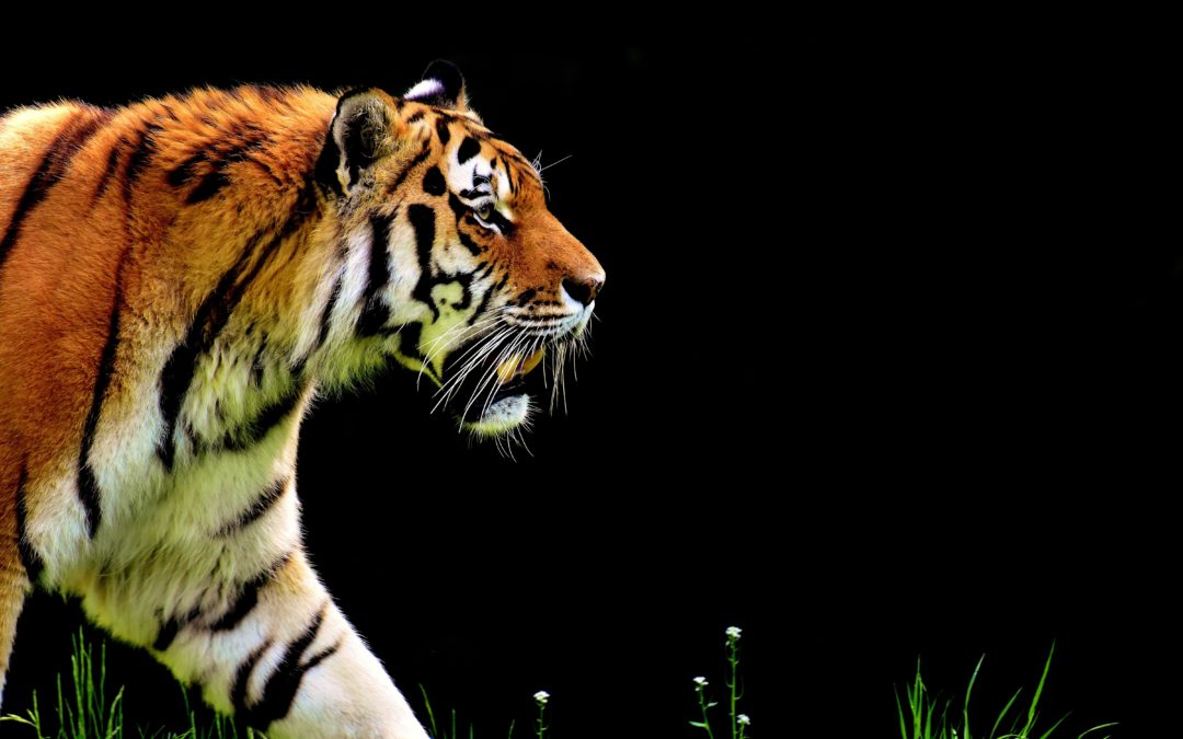 Bist du ein geschmeidiger Tiger oder eine Gazelle?