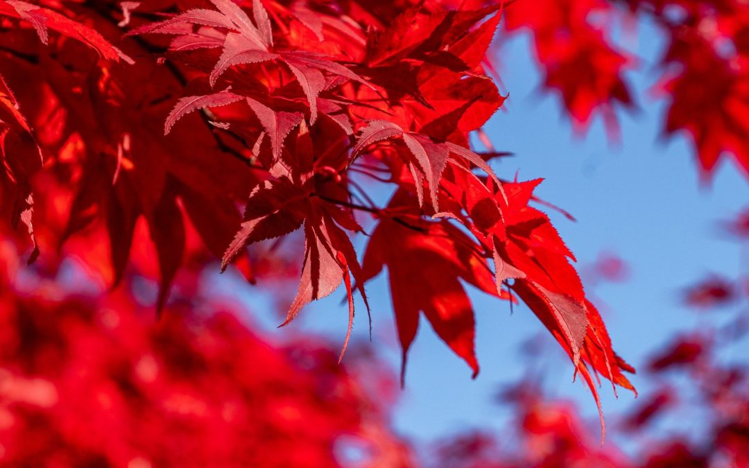 Die Blätter🍁 fallen, die Sonne🌞 scheint – die beste Zeit wandern🚶♂️zu gehen